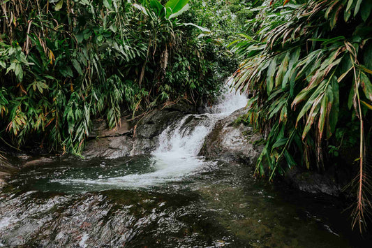 Riquezas de la montaña