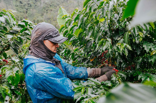Recolección Manual de Café